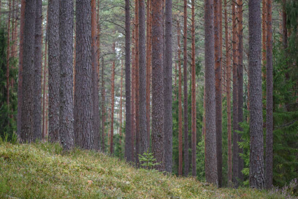 istock pine tree forest with moss covered trunks and rays of sun 876068210