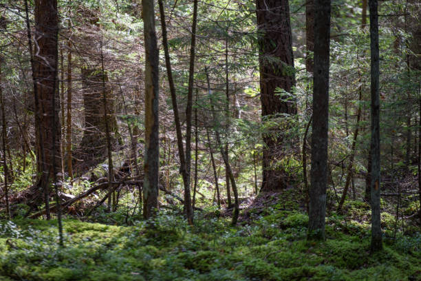 istock pine tree forest with moss covered trunks and rays of sun 876068224