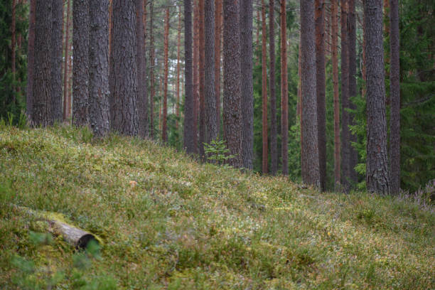 istock pine tree forest with moss covered trunks and rays of sun 876068330