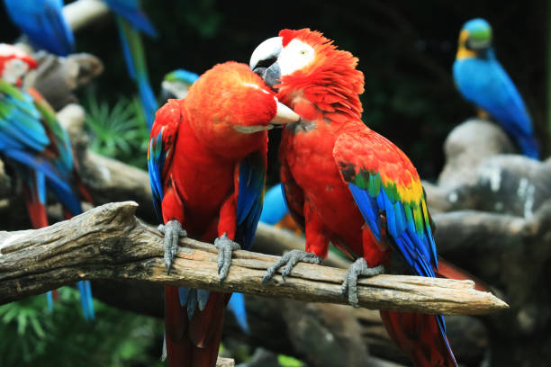 istock Two macaws parrots are cleaning their hairs for each other. 876068814