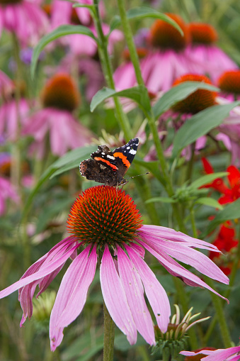 Purple coneflower (Echinacea purpurea) a popular plant for attracting the butterflies in the English country garden.