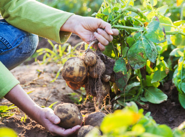 istock Farmer harvesting fresh potatoes. 876075072