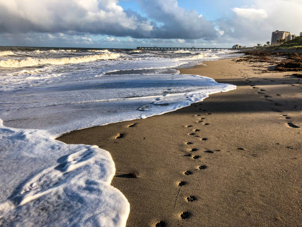footprints and paw prints on the sand - paw print animal track footprint beach imagens e fotografias de stock