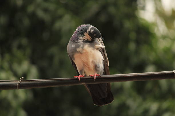 istock pigeon bird with beautiful background 876078728