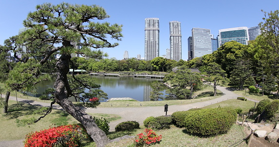 Tokyo, Japan -April 20, 2017: Beautiful Hamarikyu Gardens in spring with blooms, Chuo district. The traditionally styled garden stands in contrast to skyscrapers of Shiodome discrict.