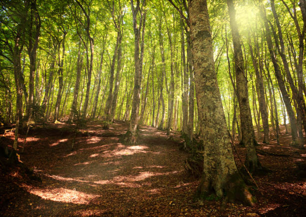 Sunny beech fagus selvatica forest in Gambarie di Aspromonte. Focus on the trunc on the right