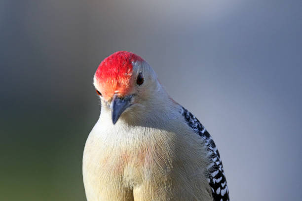 istock Red-Bellied Woodpecker 876098422