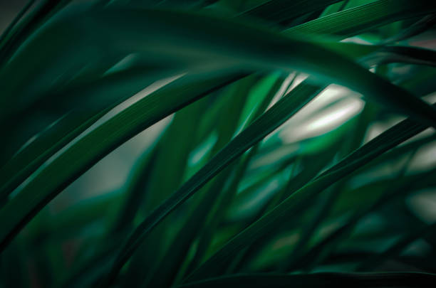 istock Green leafs in diagonal arrangemente closeup 876098424
