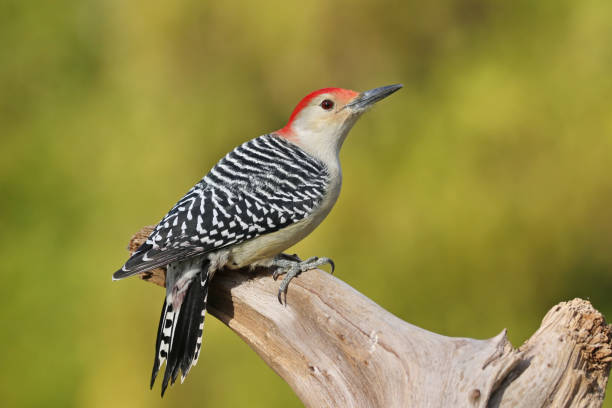 istock Red-Bellied Woodpecker 876098436