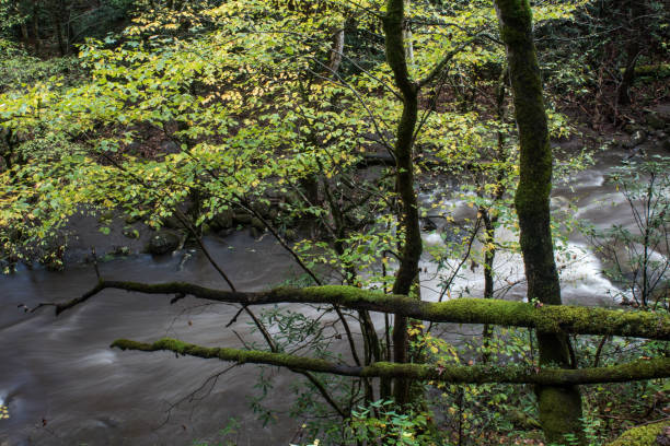 istock Flooded river with downed trees covered in heavy moss, Great Smoky Mountains 876099330