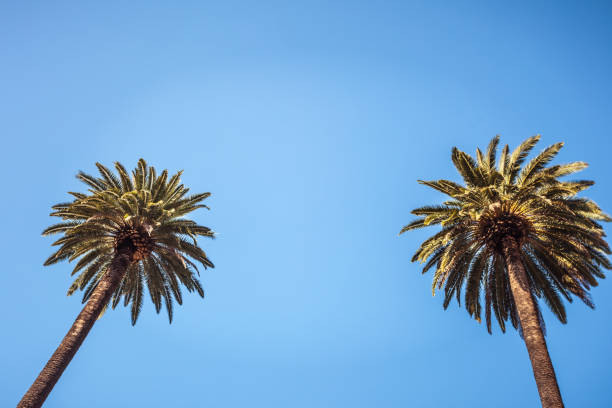 istock Palms of Beverly Hills 876104192