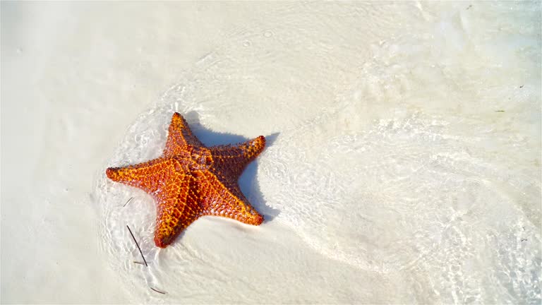 Tropical white sand with red starfish in clear water