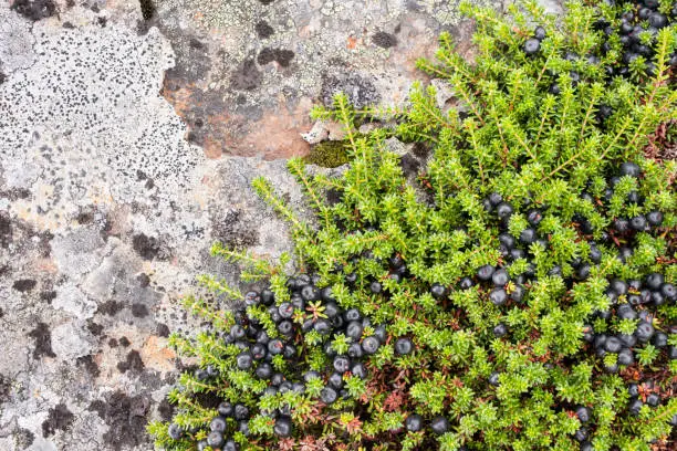 Close-up of ripe Black Crowberry (Empetrum nigrum), lichen and moss growing on rock in the mountains of Jotunheimen National Park in Norway in summer (August).