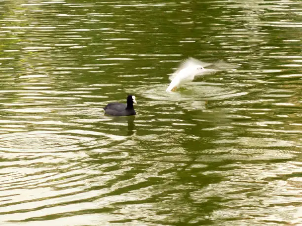floating in the pond,black and white,duck