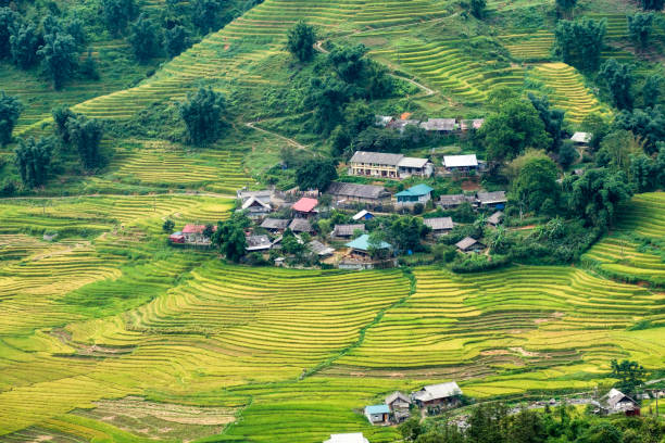 istock Tavan village on rice field terraced in valley mountain at Sapa 876109094