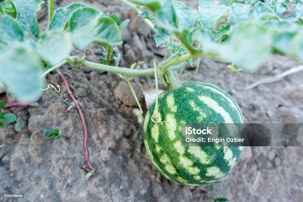 branch of fresh organic watermelon Agricultural Field Stock Photo