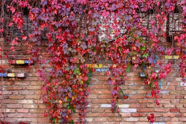 istock Colourful autumn leaves wall texture 876116488