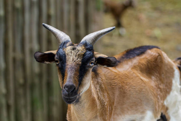 istock Image of a brown goat on nature background. Farm Animals. 876117706