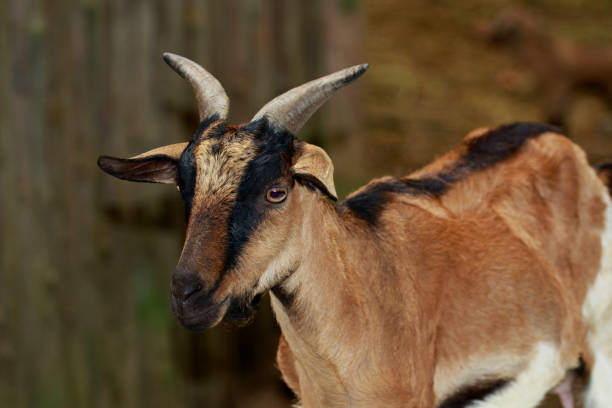 istock Image of a brown goat on nature background. Farm Animals. 876117732