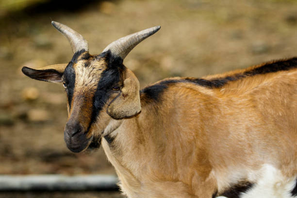 istock Image of a brown goat on nature background. Farm Animals. 876117790