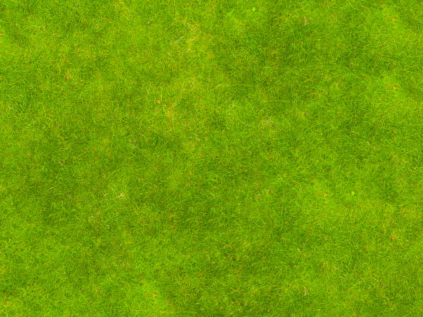 istock Background of green grass. Texture green lawn 876122038