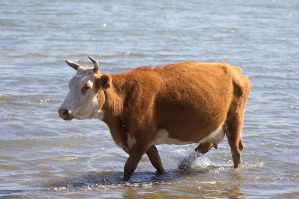 istock cow in the water on the lake 876126008