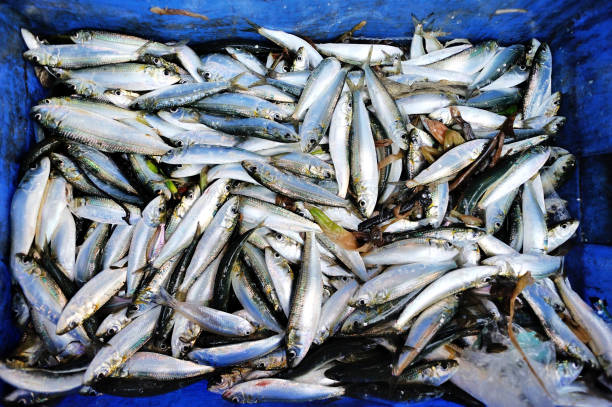 istock fishery harvesting inside basket in the fish market 876128882