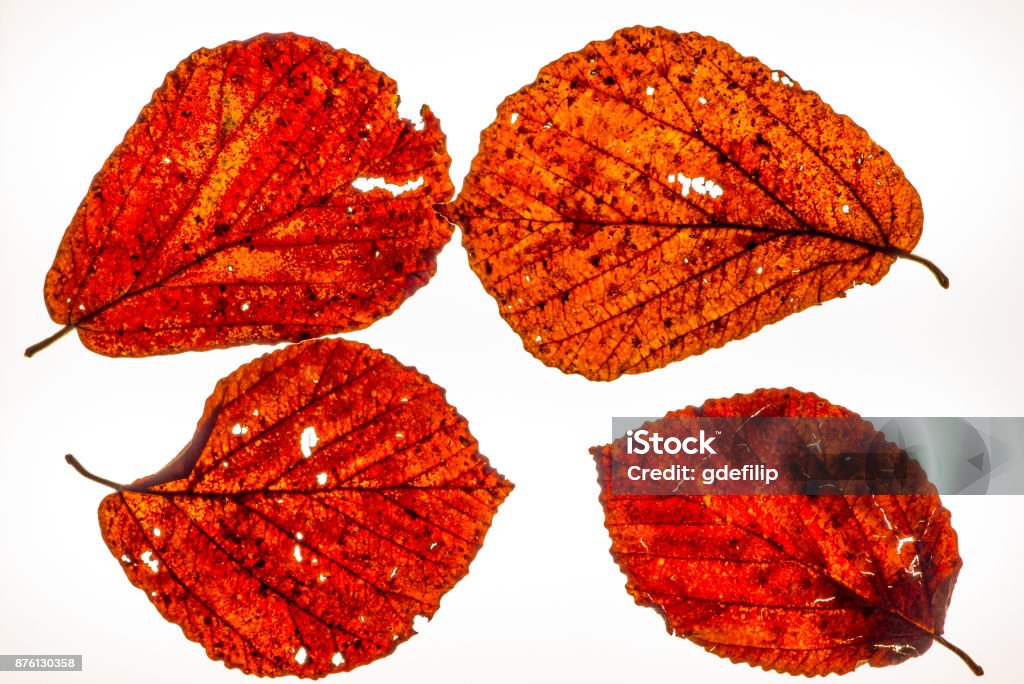 Isolated colorful autumn leafes on a lightbox - 4 Abstract Stock Photo