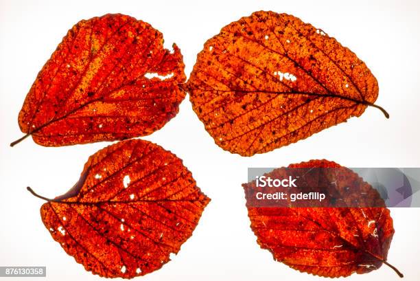 Isolated Colorful Autumn Leafes On A Lightbox 4 Stock Photo - Download Image Now - Abstract, Autumn, Beauty