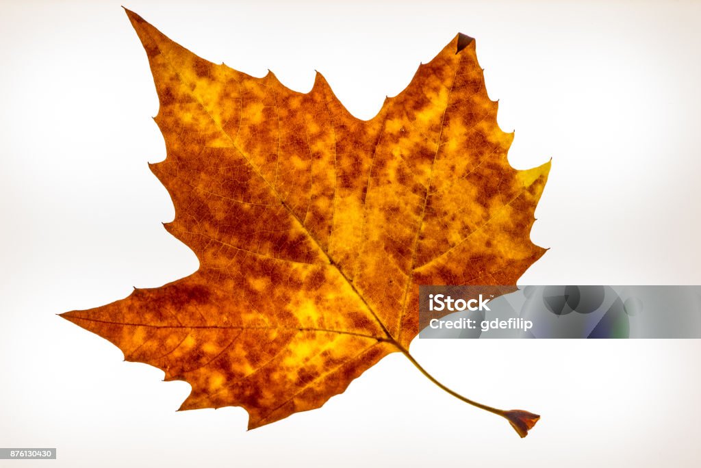 Isolated colorful autumn leafes on a lightbox - 7 Abstract Stock Photo