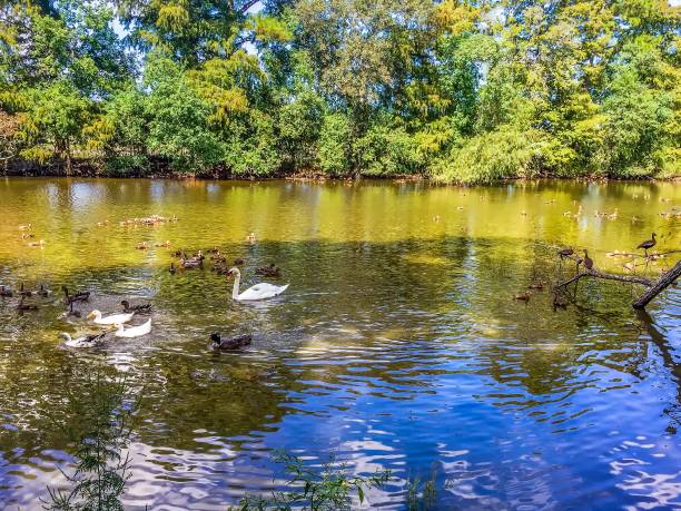 istock ducks standing next to in green water 876133992