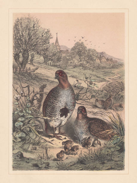 Grey partridge (Perdix perdix), threatened species, hand-colored lithograph, published 1885 Grey partridge (Perdix perdix), threatened species. Hand-colored, published in 1885. grey partridge perdix perdix stock illustrations