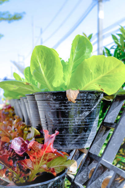 istock green cos lettuce and red oak lettuce 876137160