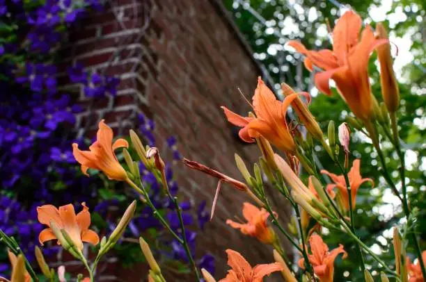 Orange and purple flowers growing naturalized on brick building; Purple climbing flowering clematis orange day lilies, conceptual urban gardening and cheerful perennial plant decoration and landscaping at home