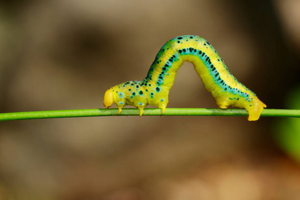 Image of Dysphania Militaris caterpillar on nature background. Insect Animal. stock photo