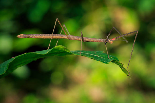 imagem de um insecto gigante em folhas de fundo natureza de sião. inseto animal. - bicho pau - fotografias e filmes do acervo