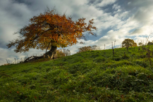 istock The End of Autumn Tree 876149990
