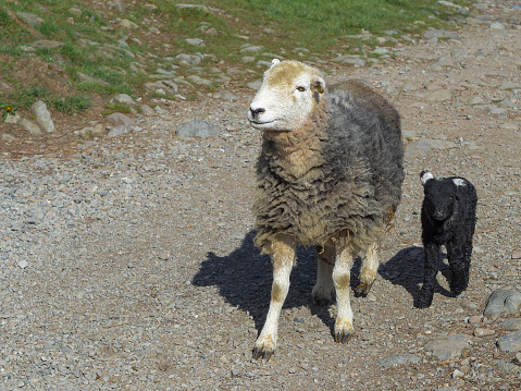 Herdwick sheep and black lamb in English Lake District