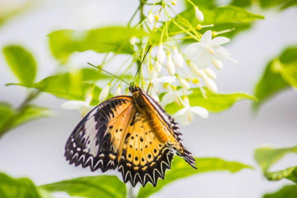 istock Butterfly on flower with green leaves background 876153618