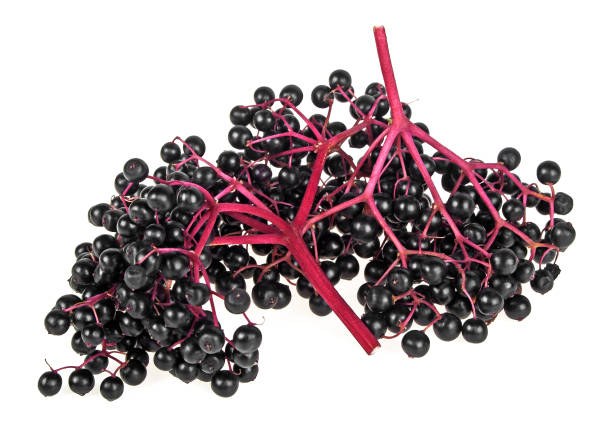 istock Black elderberry fresh fruit isolated on a white background 876153918