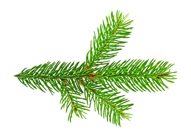istock Branch of fir tree on white background 876153958