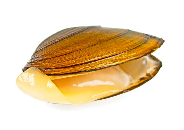 istock Single swan mussel on a white background 876154086