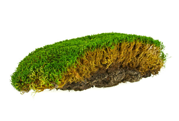 istock Green moss isolated on a white background, closeup 876158876