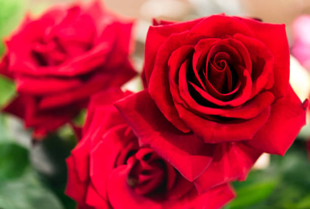 istock Beautiful roses background Bouquet roses in various colors 876162564