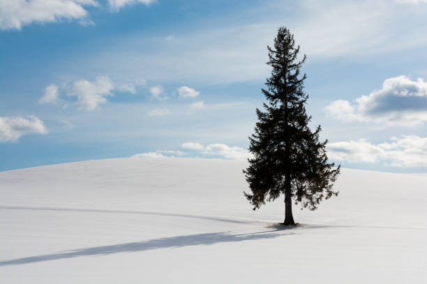 istock Pine tree standing on the snowy field.Biei Hokkaido 876162566