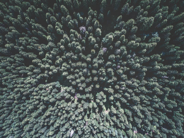 istock Aerial view of green spruce forest 876164986
