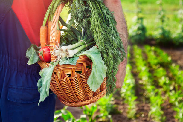 istock Organic vegetables. Farmer carrying basket with vegetables. 876165864