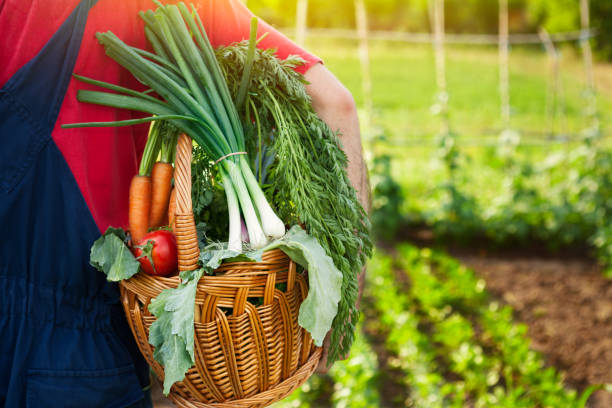 istock Gardener holding basket full of vegetables 876168016