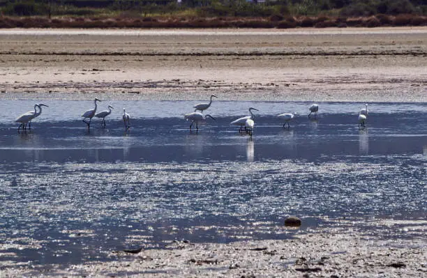 Herons on the salt lake of Alikes, on the island of Kos, Greece