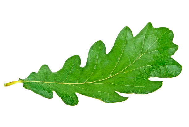 istock Green oak leaf isolated on a white background 876168960